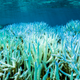 A severely bleached patch of coral. Image: Peter Mumby